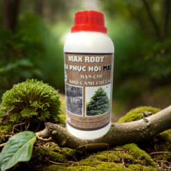 PHÂN BÓN MAX ROOT - SIÊU PHỤC HỒI MAI SAU TẾT ABC6