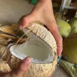 Dừa Sáp Trái Loại 1 (Trọng lượng trái từ 1.2kg-1.4kg)
