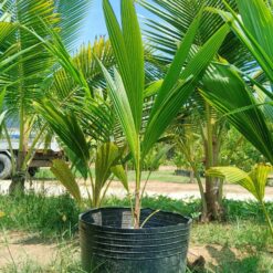 Cây Giống -  Dừa sáp nuôi cấy phôi (cây lấy liền)