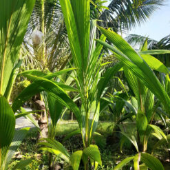 DỪA SÁP CÂY PHÔI CÂY LẤY LIỀN