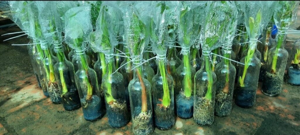 Dừa sáp nôi cấy phôi